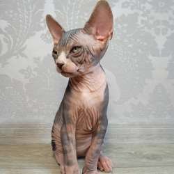 Котята Канадский сфинкс фото 12
