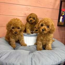 Карликовый Пудель Poodle