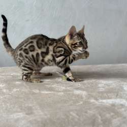 Available Bengal kittens