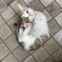 Котенок в Ульяновске