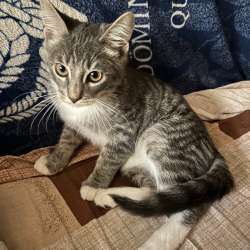 Котенок в добрые руки