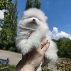 Щеночки померанского шпица в Старом Осколе фото 6