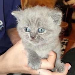 Британские котята фото 3