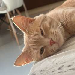 Отдам котика в добрые руки
