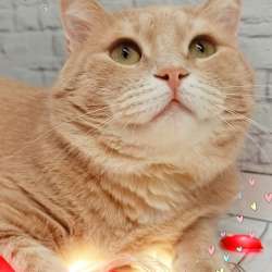 Шикарный кот ищет дом