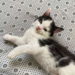 Котята в добрые руки в Ставрополе фото 8