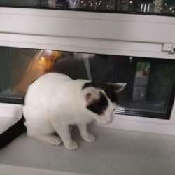 Отдам котенка в добрые руки! в Екатеринбурге