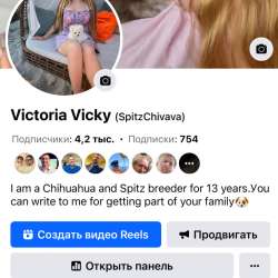 Девочка мини чихуахуа