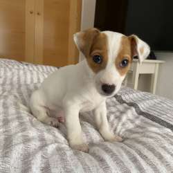 Домашние животные Jack Rassel фото 4