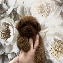 Toy poodle boy