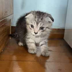 Котенка в хорошие руки