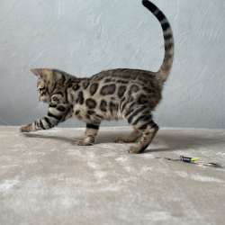 Available Bengal kittens фото 3