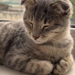 Котенок в добрые руки в Краснодаре фото 4