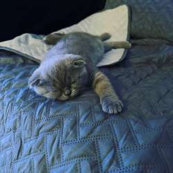Scottish Fold фото 12
