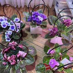 Фиалочки на продажу в Кизилюрте фото 3