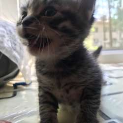 Котёнок девочка Вологда Сосновка