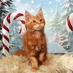 Котята фото 8