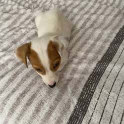 Домашние животные Jack Rassel
