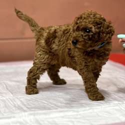Карликовый Пудель Poodle фото 18
