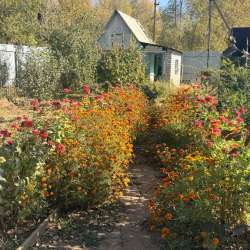 Сады-огороды в Оренбурге фото 5