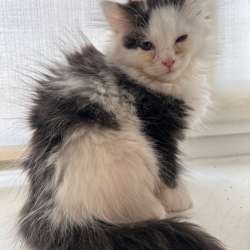 Котенок 2 месяце, девочка, бесплатно