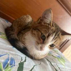 котенок в добрые руки в Можайске