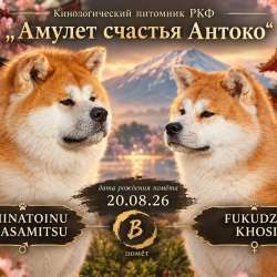 Питомник Акита ину