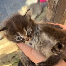 котята в Махачкале фото 34