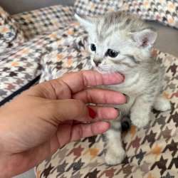 Котята британцы в Саратове