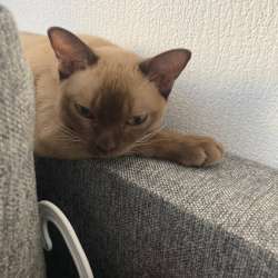Бурманский кот