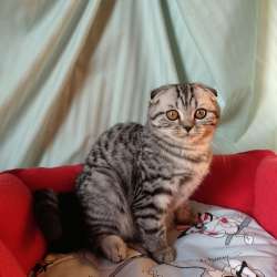 Шотландкие котята