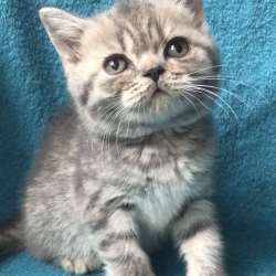 Британские котята!