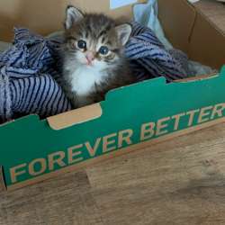 котенок животное