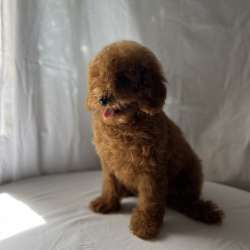 Poodle red