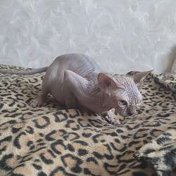 Канадский сфинкс фото 6