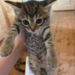 Котята бесплатно в Томилино