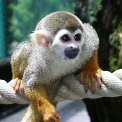 Monkey фото 3