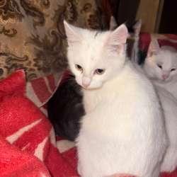 Котенок девочка 4 месяца
