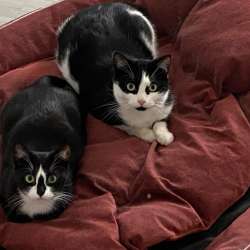 Ищу дом кошки и коту