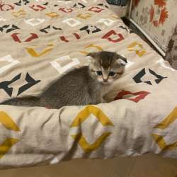 Шотландский вислоухий котёнок