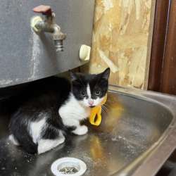 Котенок в добрые руки в Москве