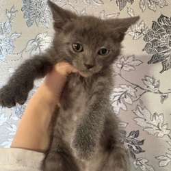 Котята в Якутске фото 6