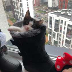 Котёнок игривый любит играть ласковый