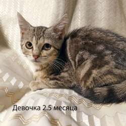 Четыре маленьких сердечка ищут хозяев в Москве фото 4