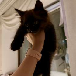 Котята