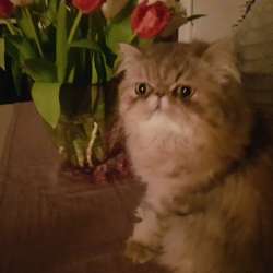 Ищу кота