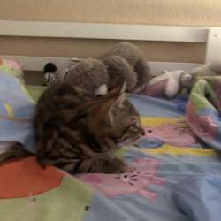 Котёнок