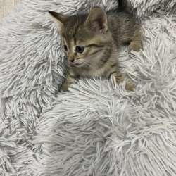 Отдам котят в добрые руки в Началово