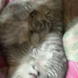 Котята шотландские вислоухие в Перми фото 4