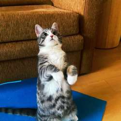 Котенок мега позитив в добрые руки